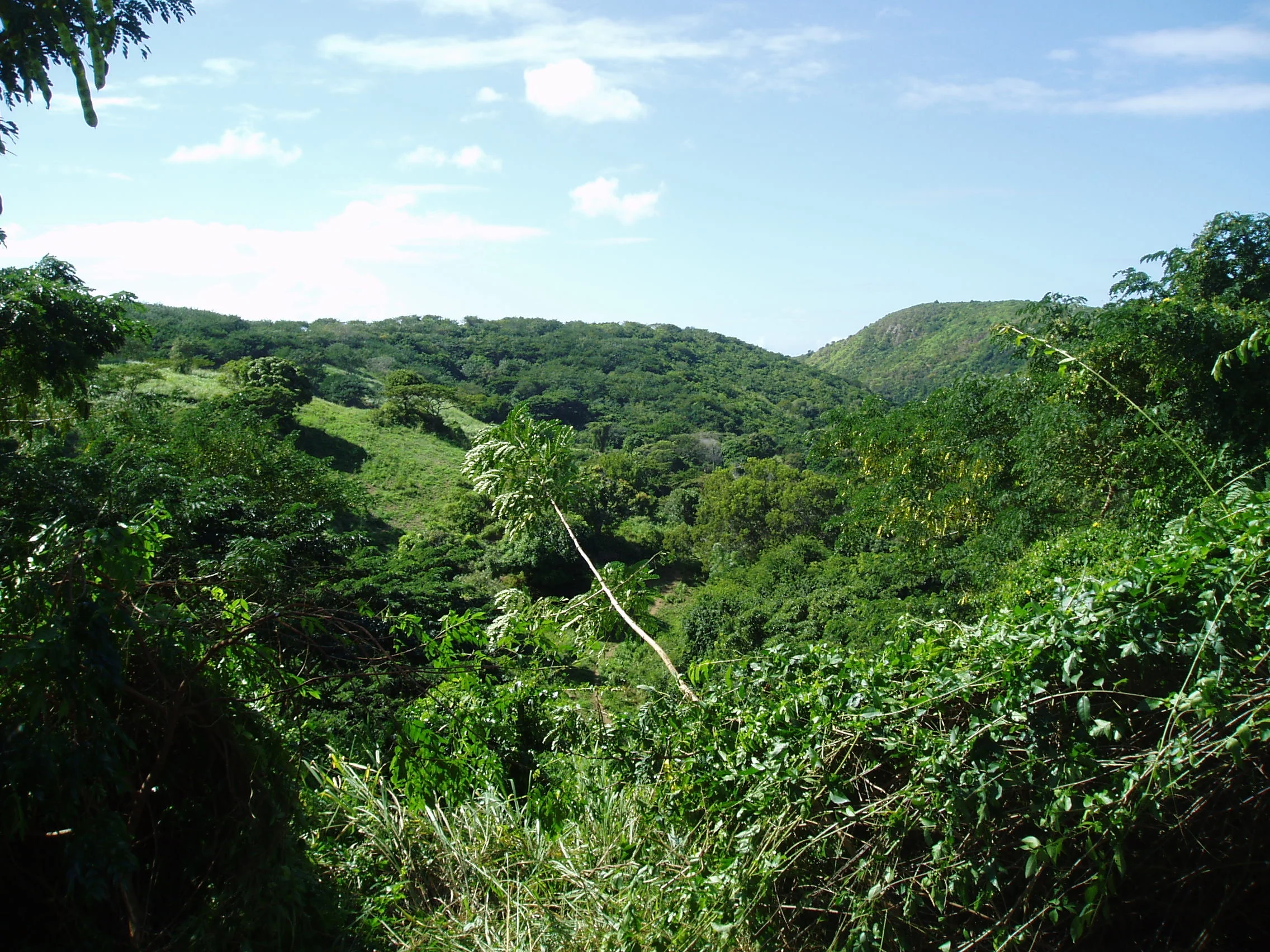 St Croix Rainforest